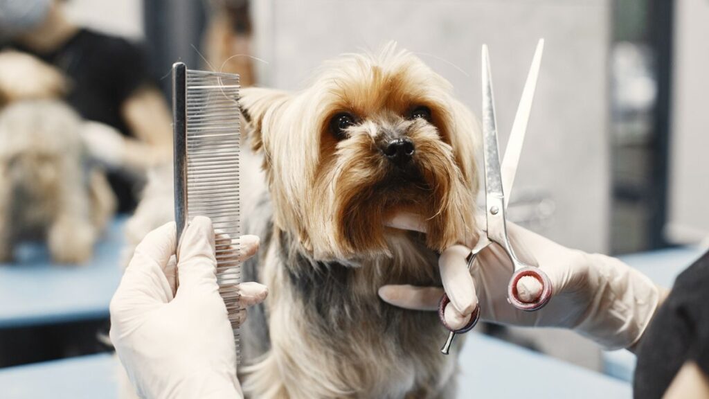 Why Skipping Grooming Appointments Can Lead to Costly Health Issues