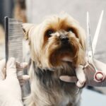 Why Skipping Grooming Appointments Can Lead to Costly Health Issues