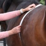 How to Choose the Right NS Horse Screen for Your Needs