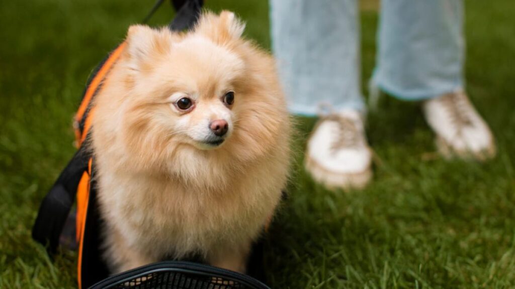 Discovering Pomerusky: The Hidden Gem of Culinary Delights