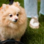 Discovering Pomerusky: The Hidden Gem of Culinary Delights