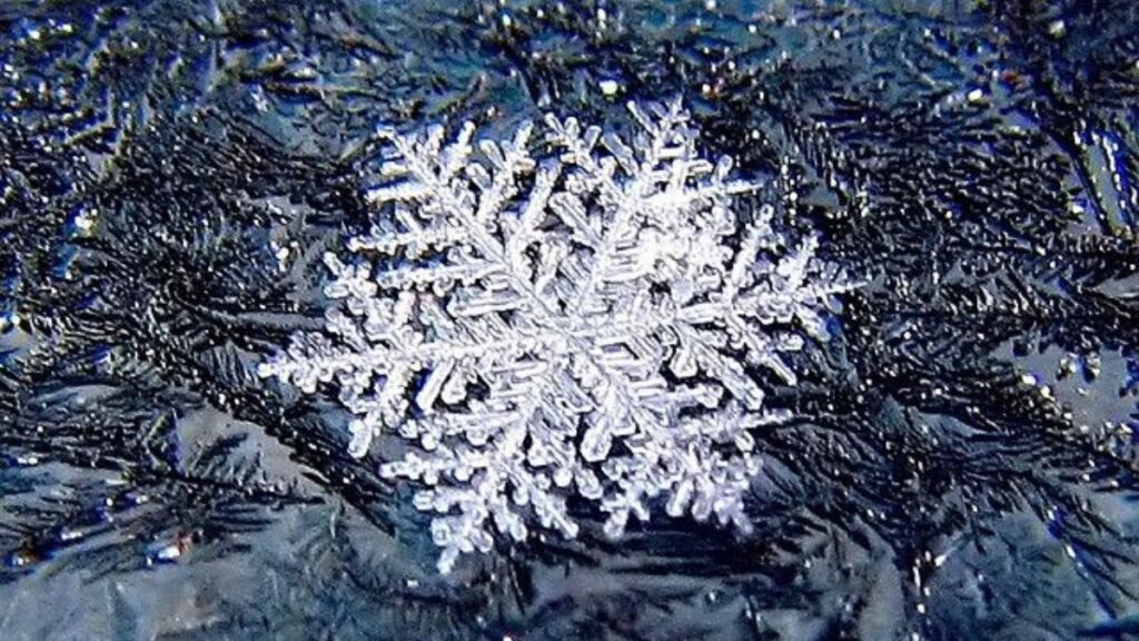 Unveiling Snowhiter: Fascinating Facts You Didn’t Know